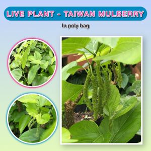 【Live Plant】Pokok Mulberry / Healthy Mulberry Tree Plant / Pokok Mulberi Sihat / 健康桑树苗