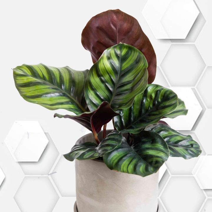 calathea greenstar Prayer Plant | Louisae | Green Star