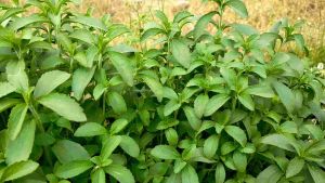 Bibit Tanaman Daun Stevia Bibit Tanaman Herbal Daun Gula