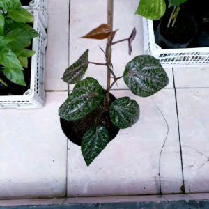 Bibit tanaman herbal sirih merah | tanaman herbal sirih merah | sirih merah