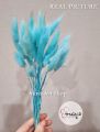Dried Flower Bunny Tail - Preserved Lagurus Bunny Tails Bunga Kering Asli Import - Impor Flowers Lugurus Per Ikat Pack Panjang 30-50 cm 25 / 30 pcs - Dekorasi Buket Bouquet Bucket Florist Mahar Foto Rangkai Bunga Decoration Wedding. 