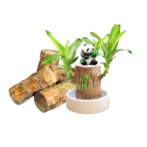 Tanaman Pohon Hanjuang Bahan Bonsai - Stek Batang Hanjuang Hijau (Dracaena Fragrance : Brazilian Wood) Dm 3-5 Cm