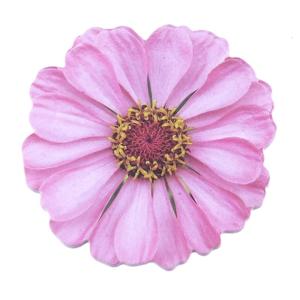 25 Sheet Auto-Adhesive Stick Notes Pad Flowers Shape Stick Notes Stick Pad Removable Stick Notes Notepads Note Pad