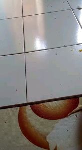 Q & Q  KARET MESIN PENCABUT BULU AYAM/BEBEK TYPE 3 ISI 50 PCS/KARET MESIN CABUT BULU AYAM POTONG/KARET MESIN BUBUT/FLUCKER/CHICKEN