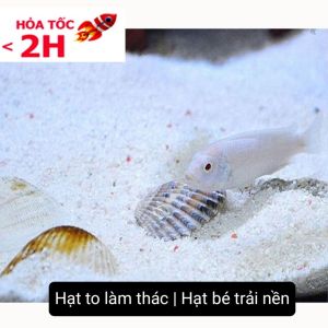 5KG Cát Thạch Anh Lọc Nước Trải Nền Bể Cá Làm Thác Cát (Hạt Mịn/To)