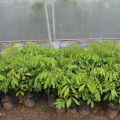 Bibit Kelengkeng Seedling Termurah Siap Tanam. 