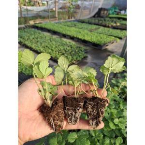 Combo [5 - 10 ]Bầu giống Dâu Tây Nhật Hana chịu nhiệt tốt quả ngọt 0 PHẢI HẠT