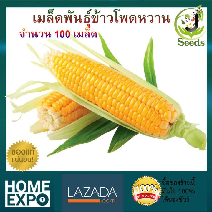 เมล็ดพันธุ์ข้าวโพดหวาน JenSeed 100 เมล็ด ปลูกง่าย โตเร็ว รสชาติดี