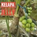 Pokok Kelapa Jelly. 