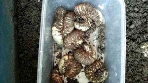 ถังขาวฝาเจาะรูพร้อมใช้งาน 1ใบ แถมดินแมท3ก.กโปรโมชั่นใช้เลี้ยงด้วงเพาะ เลี้ยงสัตว์ต่างๆได้สบายปิดฝาได้แน่นดีจริงใบใหญ่ๆ