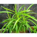 REAL LIVE INDOOR PLANT ZODIA MOSQUITOES REPELLENT WITH POLYBAG POKOK HALAU NYAMUK. 