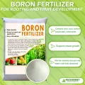 BORON FERTILIZER for rooting and fruit development. 
