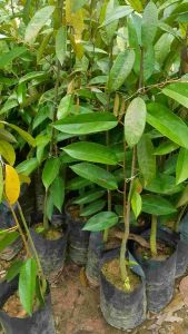 SOV Pokok Durian Tupai King Pokok Buah-Buahan Fruit Plant