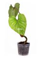 Aroid Potting Mix (Peat coarse + Perlite Cocochip med + Pumice fine + Rice husk) (6L). 
