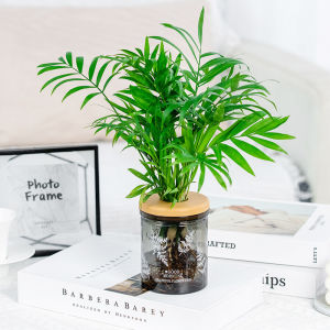 Water Plant Pot Indoor Hydroponic Flower Pots Hydroponic Vase Automatic Water Absorption Plant Pot