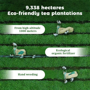 100% Pure Matcha Powder Unsweetened 100g/250g/500g Drink and bake grade green tea powder Keto Low Carb