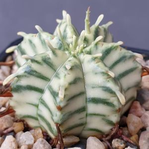 ต้นยูโฟร์เบีย เมโลฟอร์มิสด่าง Euphorbia meloformis Variegata #Euphorbia #ไม้โขด #cactus #Euphorbia