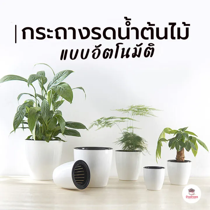 กระถางรดน้ำอัตโนมัติ DZP สีขาว ประหยัดเวลา