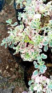 Tanaman Hias Mossroses Gelang Pink Beauty - Krokotb - Portulaca Bunga