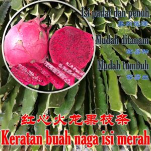 Ready Stock Red Dragon Fruit Seedling Four Seasons Plant Nutritious Fruit Tree