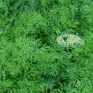 ผักชีลาว 🍃  เมล็ดผักชีลาว 10 กรัม 60กรัม เมล็ดผักสวนครัว เมล็ดผัก เมล็ดพันธุ์ผัก💦 Garden_rich