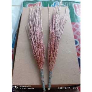 Bunga Tebu Hitam Tebu Wulung Tebu Ireng Asli