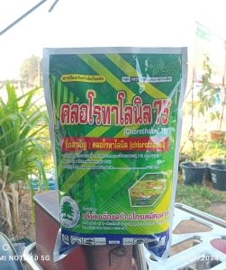 คลอโรทาโลนิล 75% wp 1 Kg ป้องกันและกำจัด : โรคราน้ำค้าง โรคราสนิม โรคราดำ โรคใบจุด โรคแอนแทรคโนส โรคเมลาโนส โรคสแคป