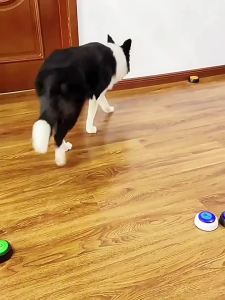 Pet Communication Button Dog Talking Voice Toy Bell Training Device Magic Recording Sound Squeeze