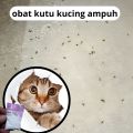 obat kutu kucing tabur paling ampuh. 