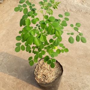 Bibit Kelor Tanaman Pohon Daun Bibit Daun Kelor Pohon Kelor