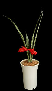LAMOLEK FENGSHUI SANSEVIERIA TRIFASCIATA/BLACK CORAL/SNAKE PLANT-INDOOR LIVE PLANT/AIR PURIFYING PLANT-MEDIUM SIZE INDOOR PLANT HEIGHT MORE THAN 50CM