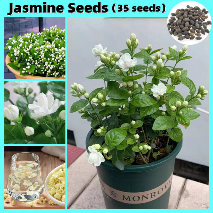 100 Original 35 Seeds White Jasmine Seeds Edible Jasmine Scented Tea Beautiful Bonsai Flower
