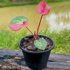 กระถางต้นไม้/กระถางพลาสติก 4 นิ้ว (แพ็ค 5 ใบ) พลาสติกสีดํา แบบหนา เหนียว ทนทาน เหมาะสําหรับปลูกต้นไม้ขนาดเล็ก ต้นกล้าบอนสี