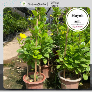 Cây Huỳnh Anh (Hoàng Anh ) leo giàn cực đẹp cao 80cm | Lỗi 1 đổi 1 cây cực sai hoa thu hút ánh nhìn trang trí nhà cửa