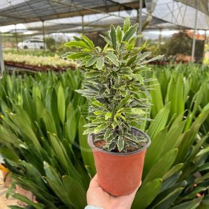 TKL - Schefflera Elegantissima (False Aralia) 孔雀木