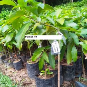 Bibit Alpukat Giant Monster jumbo cepat berbuah