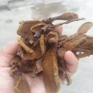 NẤM NGỌC CẨU PHƠI KHÔ - 500g