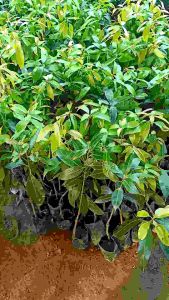 ต้นมะยงชิดพันธุ์ทูลเกล้า ลูกใหญ่ ผลดก เมล็ดลีบ เนื้อในเยอะ 1-2 ปีติดผล