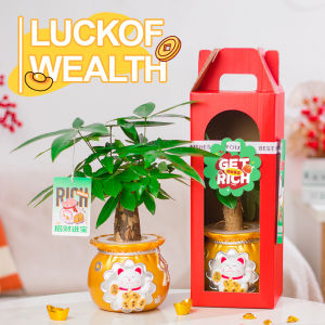 Fresh plants FortuneTreePottedBraidsFortuneTreeHydroponicFortuneTreePottedOfficePlantsGreenPlantGifts发财树 鲜活植物