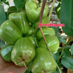 Bibit Jambu Air Kiojok