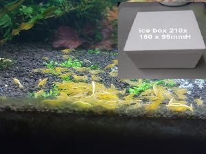 Yellow golden back& black nose Neocaridina shrimp min 6pcs/12pcs