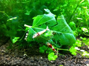 Assorted Guppy fish 1Pair 1 male 1 female