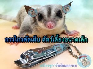 V กรรไกรตัดเล็บสแตนเลส ขนาดเล็ก จิ๋ว มินิ สัตว์เลี้ยง สัตว์เล็ก ชูการ์ กระรอก สุนัข