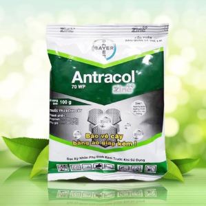 COMBO Coc85WP (Gói 20Gr) - Antracol 70WP (Gói 100Gr) bảo vệ phòng ngừa nấm cho cây kiểng mai vàng