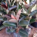 ( BISA COD ) Tanaman Hias Karet Kebo Merah Ficus Elastica / Pohon Karet Kebo Merah Tanaman Hidup Karet Kebo Tanaman Indoor Ficus Elastica. 