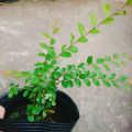 Cây Sơn Liễu - cây cảnh sân vườn. 