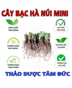 cây bạc hà núi baby m ua 20 tặng 10