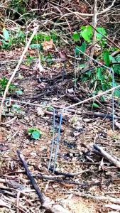 Thòng bẫy cuốc bìm bịp mắt bẫy chồn xéo