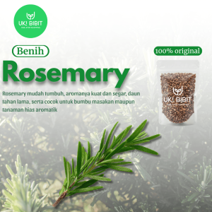 ( 100 Butir ) Benih Biji Rosemary | Rosmarinus Officinalis