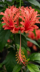 MM - coral hibiscus live plant sappling / hibiscus schizopetalus live plant